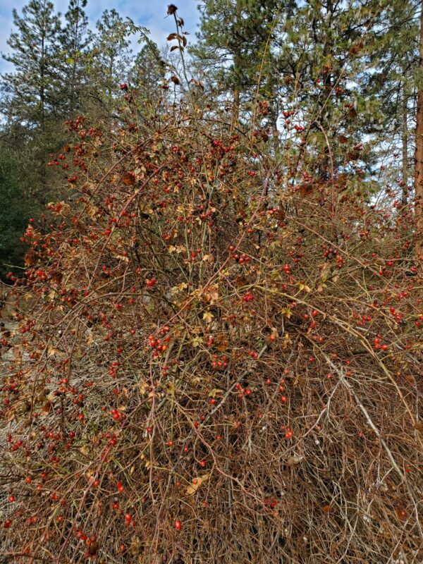 Rose, California Wild (Rosa californica) seeds - Image 2