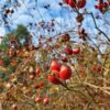 Rose, California Wild (Rosa californica) seeds