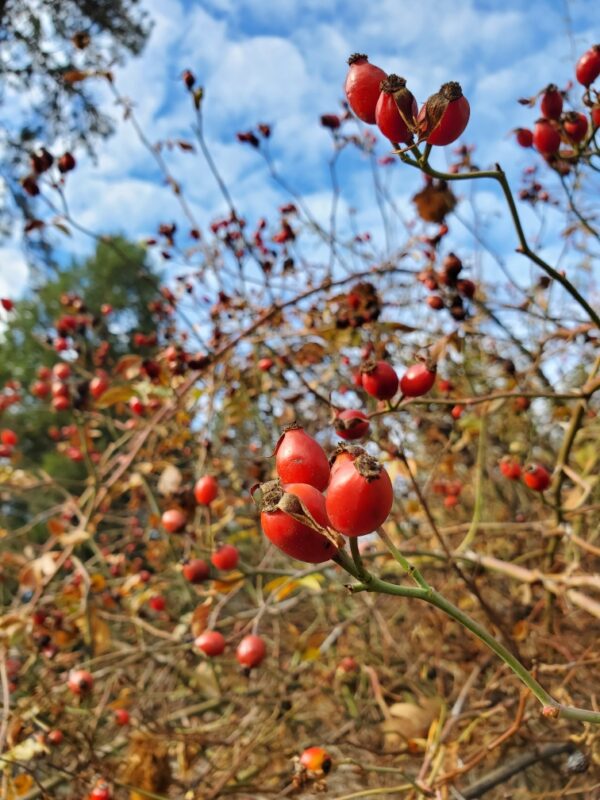 Rose, California Wild (Rosa californica) seeds