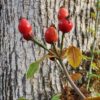 Rose, California Wild (Rosa californica) seeds - Image 3