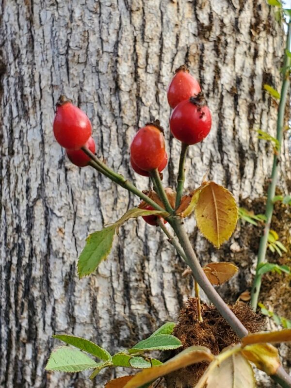 Rose, California Wild (Rosa californica) seeds - Image 3