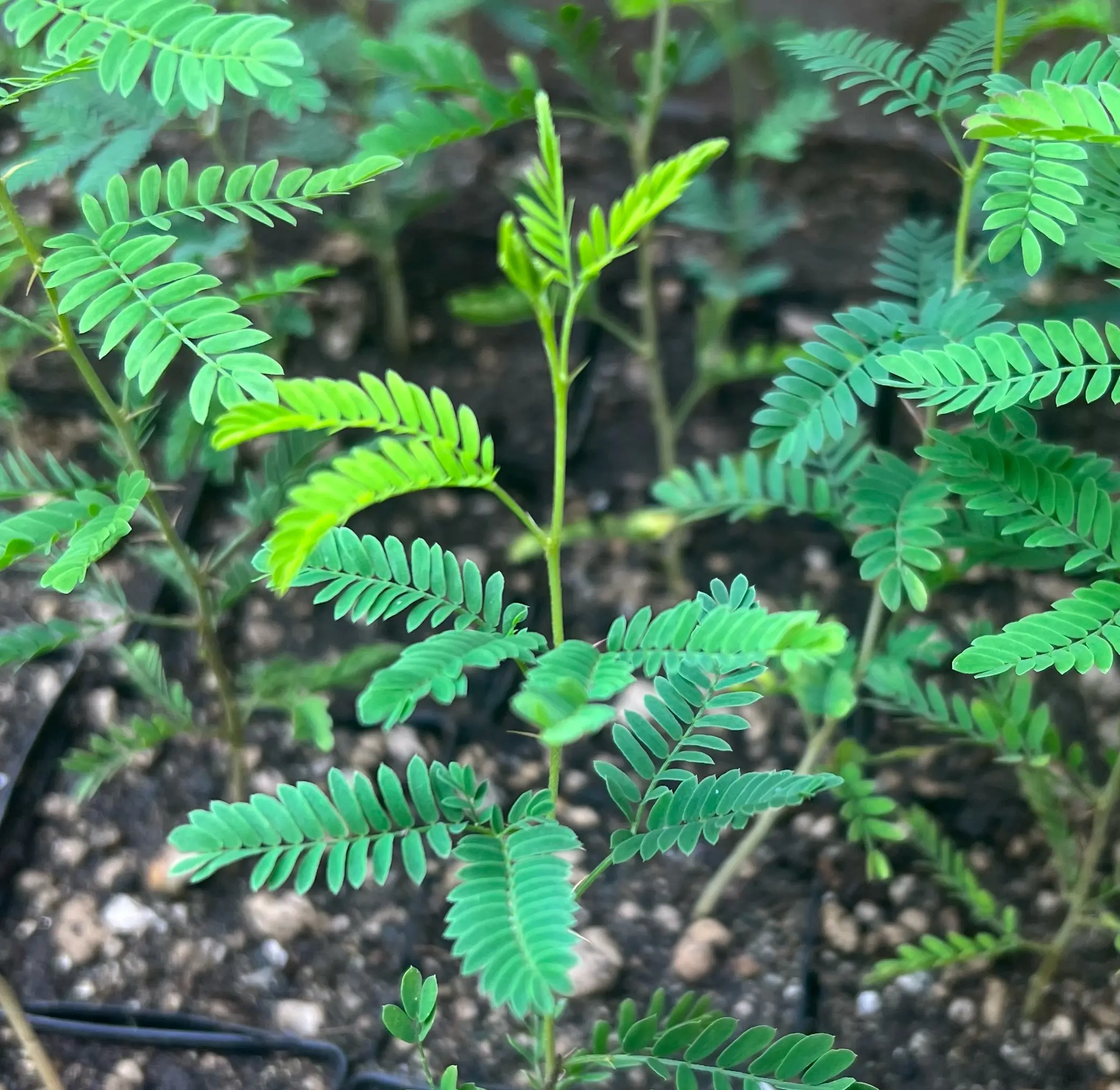 Acacia, White (Acacia albida), potted tree, organic - Image 3