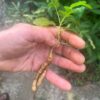 Frankincense, Indian (Boswellia serrata), packet of 5 seeds
