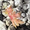 Frankincense, Indian (Boswellia serrata), packet of 5 seeds - Image 3
