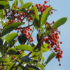 Madrone, Pacific (Arbutus menziesii), tree in a 9" pot, organic