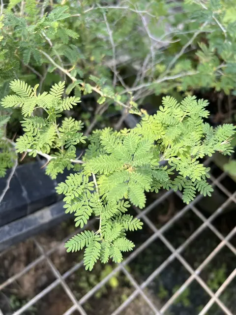 Acacia, White (Acacia albida), potted tree, organic