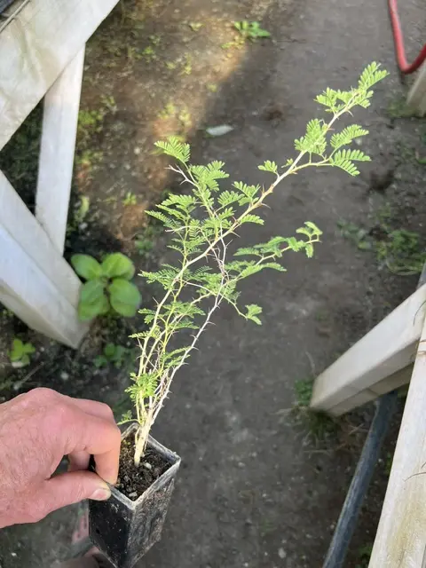 Acacia, White (Acacia albida), potted tree, organic - Image 2