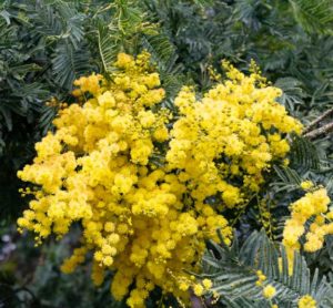 Cootamundra-Wattle-Acacia-(Acacia-baileyana)