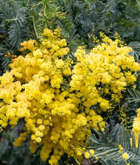 Cootamundra-Wattle-Acacia-(Acacia-baileyana)