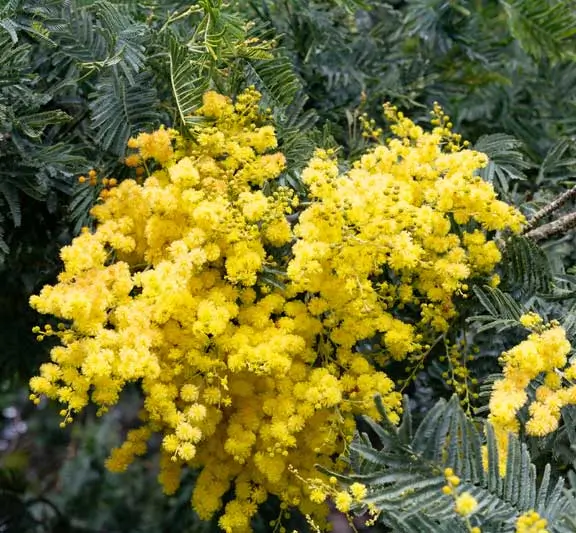 Cootamundra-Wattle-Acacia-(Acacia-baileyana)