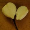 Radish, Round Black Spanish (Raphanus sativus), packet of 100 seeds - Image 2