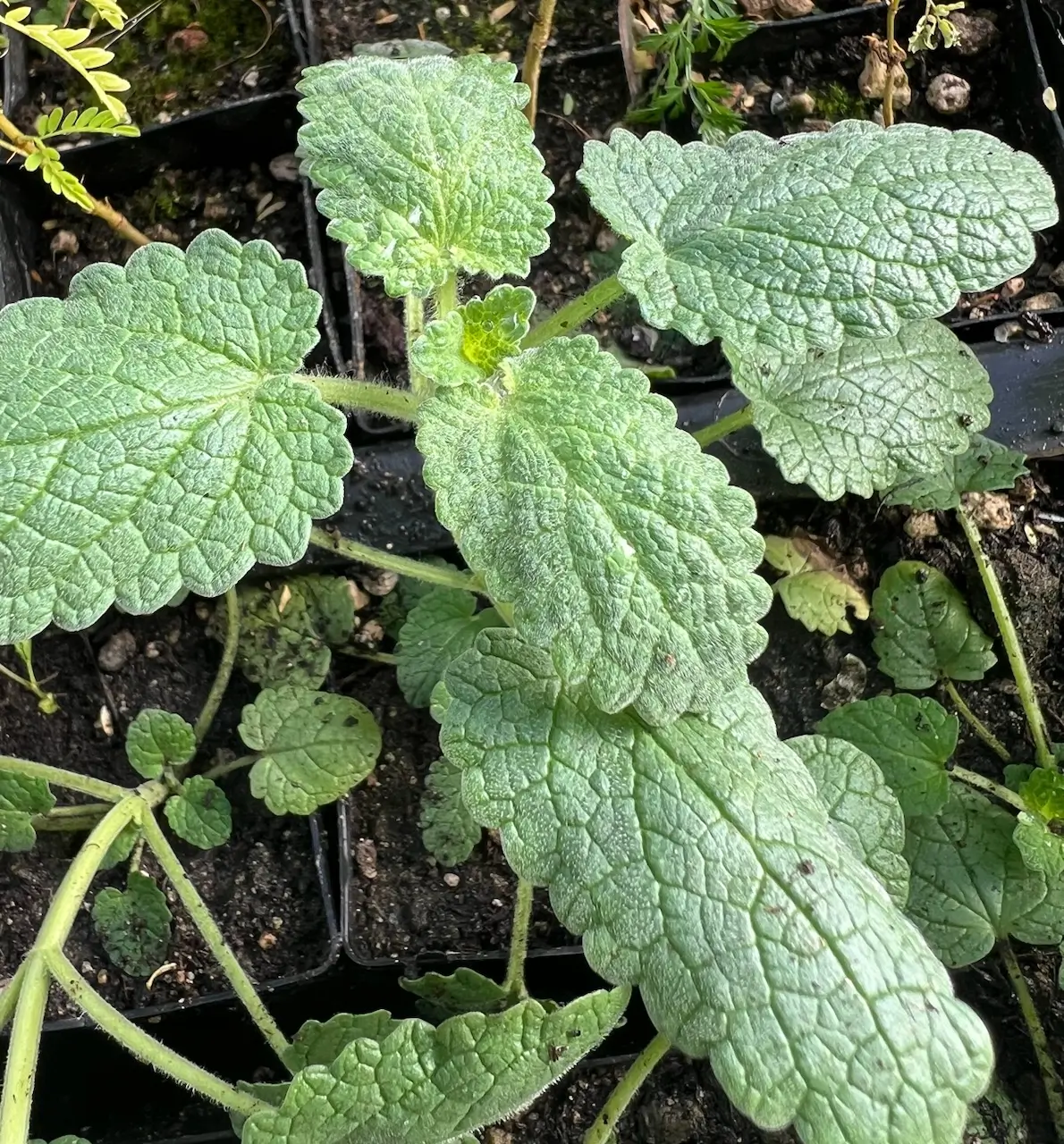 Catmint, Tuberous (Nepeta tuberosa) packet of 30 seeds, organic - Image 2