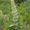 Monument Plant (Frasera speciosa syn. Swertia radiata), packet of 30 seeds