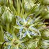 Monument Plant (Frasera speciosa syn. Swertia radiata), packet of 30 seeds - Image 2