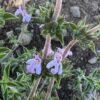 Savory of Crete (Satureja thymbra), potted plant, organic - Image 3