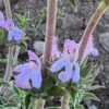 Savory of Crete (Satureja thymbra), potted plant, organic - Image 4