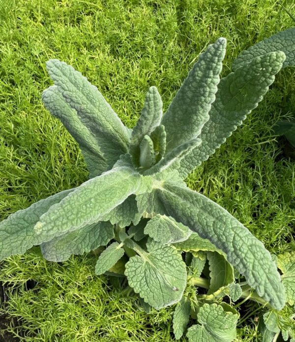 Catmint, Tuberous (Nepeta tuberosa) packet of 30 seeds, organic
