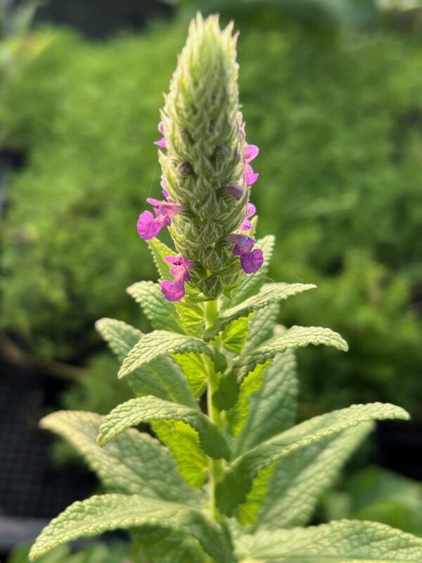 Catmint, Tuberous (Nepeta tuberosa) packet of 30 seeds, organic