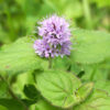 Mint, Water (Mentha aquatica) packet of 100 seeds, organic - Image 2