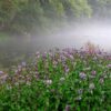 Mint, Water (Mentha aquatica) packet of 100 seeds, organic