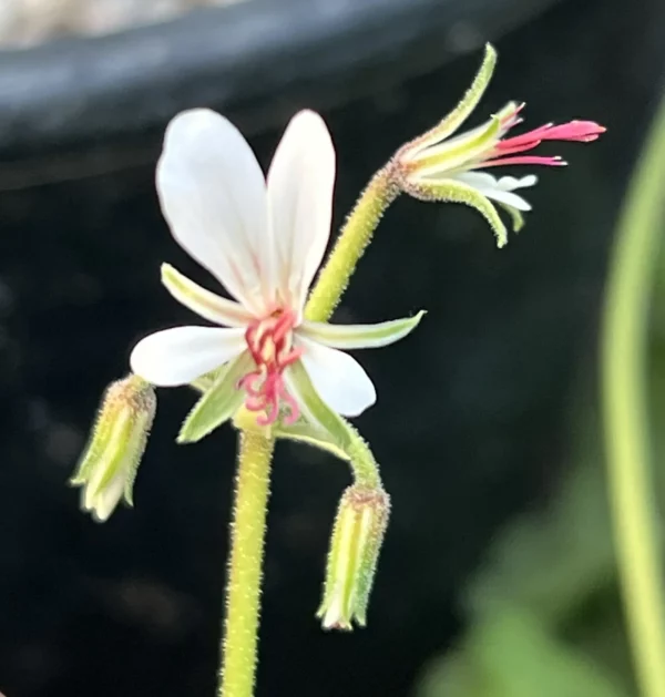 Geranium, Pineapple (Pelargonium mollicomum), packet of 5 seeds, Organic - Image 5