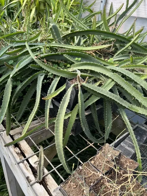 Dragon Fruit, yellow-fruited (Hylocereus undatus) plant in a 5-inch-deep pot, organic - Image 4