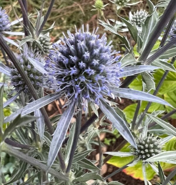 Sea Holly (Eryngium planum), packet of 30 seeds, organic