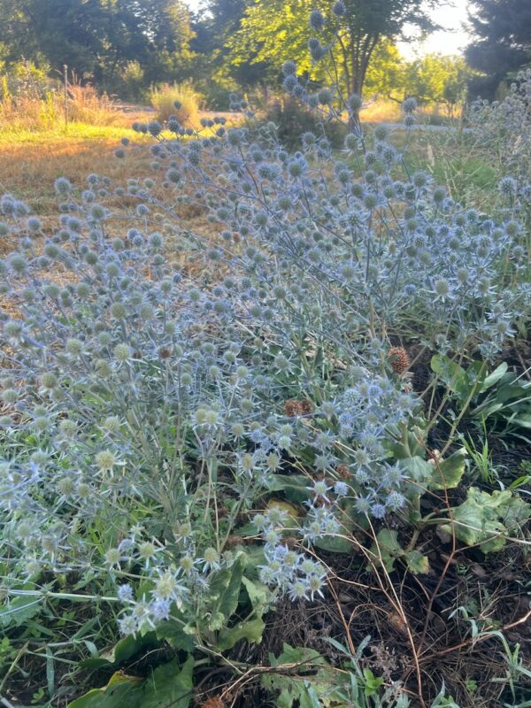 Sea Holly (Eryngium planum), packet of 30 seeds, organic - Image 2