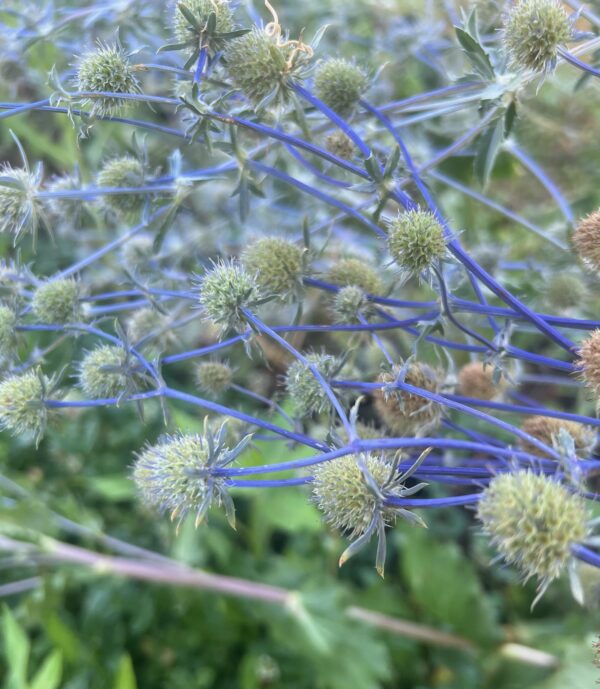 Sea Holly (Eryngium planum), packet of 30 seeds, organic - Image 3