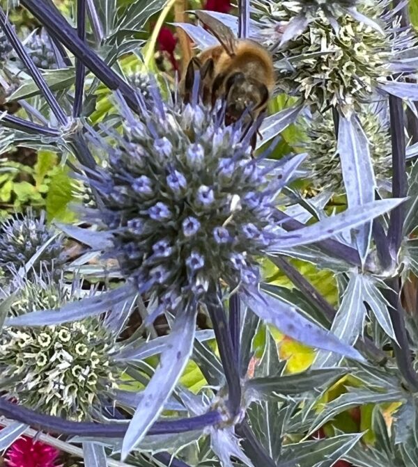 Sea Holly (Eryngium planum), packet of 30 seeds, organic - Image 4