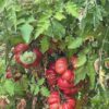 Tomato, Purple Calabash (Lycopersicon esculentum), packet of 30 seeds, organic - Image 5