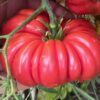 Tomato, Purple Calabash (Lycopersicon esculentum), packet of 30 seeds, organic - Image 6