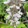 Basil, Kilimanjaro (Ocimum kilimandscharicum), packet of 30 seeds, organic