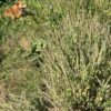Basil, Kilimanjaro (Ocimum kilimandscharicum), packet of 30 seeds, organic - Image 2