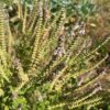 Basil, Kilimanjaro (Ocimum kilimandscharicum), packet of 30 seeds, organic - Image 3