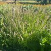 Basil, Kilimanjaro (Ocimum kilimandscharicum), packet of 30 seeds, organic - Image 4