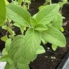 Basil, Kilimanjaro (Ocimum kilimandscharicum), packet of 30 seeds, organic - Image 5