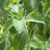 Basil, Kilimanjaro (Ocimum kilimandscharicum), packet of 30 seeds, organic - Image 7