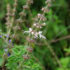 Basil, Kilimanjaro (Ocimum kilimandscharicum), packet of 30 seeds, organic - Image 6