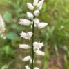 True Unicorn (Aletris-farinosa) flowering raceme