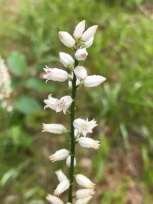 True Unicorn (Aletris-farinosa) flowering raceme