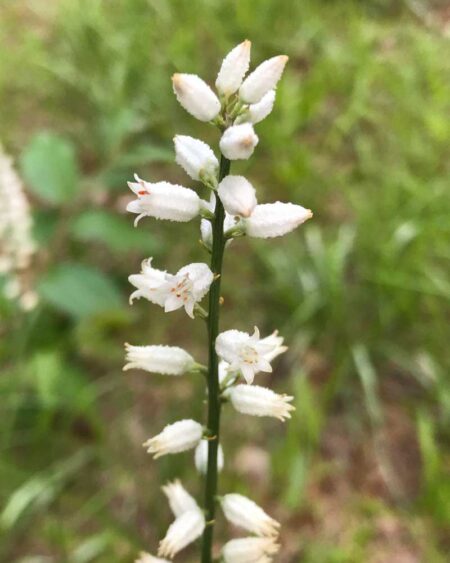 True Unicorn (Aletris-farinosa) flowering raceme