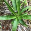 True Unicorn (Aletris-farinosa) leaf rosette