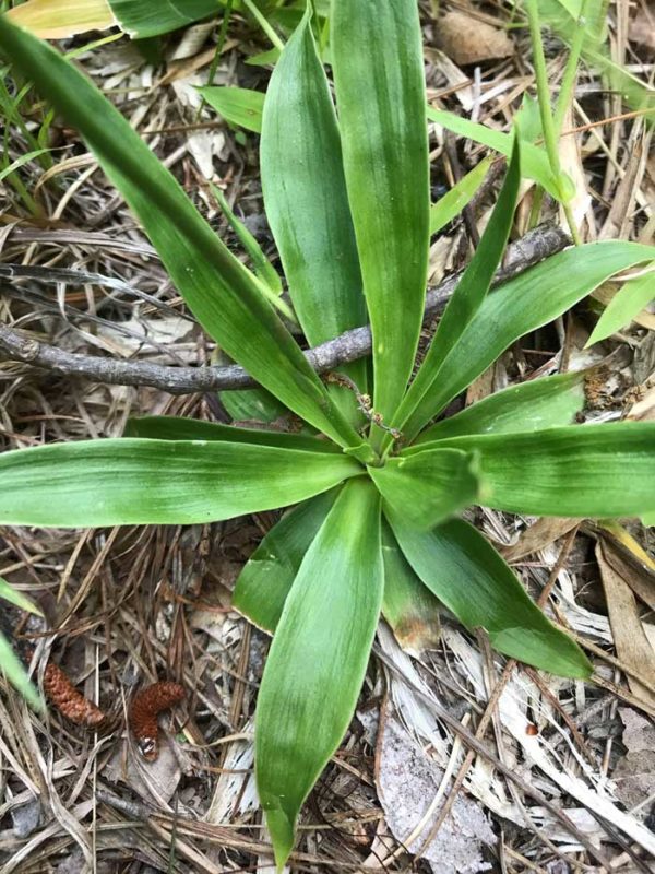 True Unicorn (Aletris-farinosa) leaf rosette