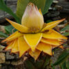 Banana, Golden Lotus (Musella lasiocarpa), packet of  5 seeds - Image 5
