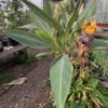Banana, Golden Lotus (Musella lasiocarpa), packet of  5 seeds - Image 8