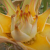 Banana, Golden Lotus (Musella lasiocarpa), packet of  5 seeds