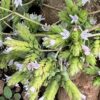 Oregano, Cretan (Origanum onites), packet of 20 seeds, organic