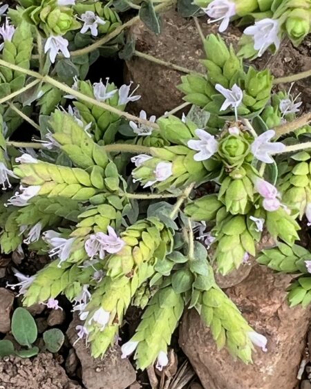 Oregano, Cretan (Origanum onites), packet of 20 seeds, organic