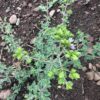 Oregano, Cretan (Origanum onites), packet of 20 seeds, organic - Image 3